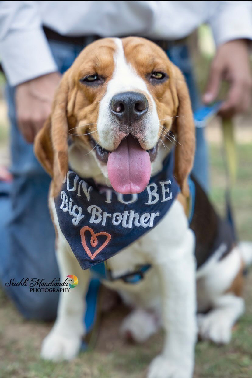 Dog Bandana / Dog accesories- Furrvanity