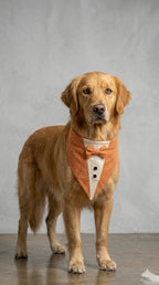 Autumn Orange Tuxedo Bandana