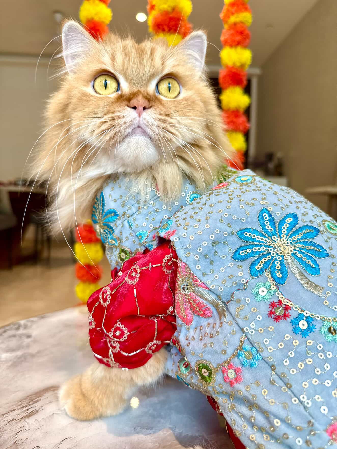 Ruby Kurta with Chandni Bandhgala