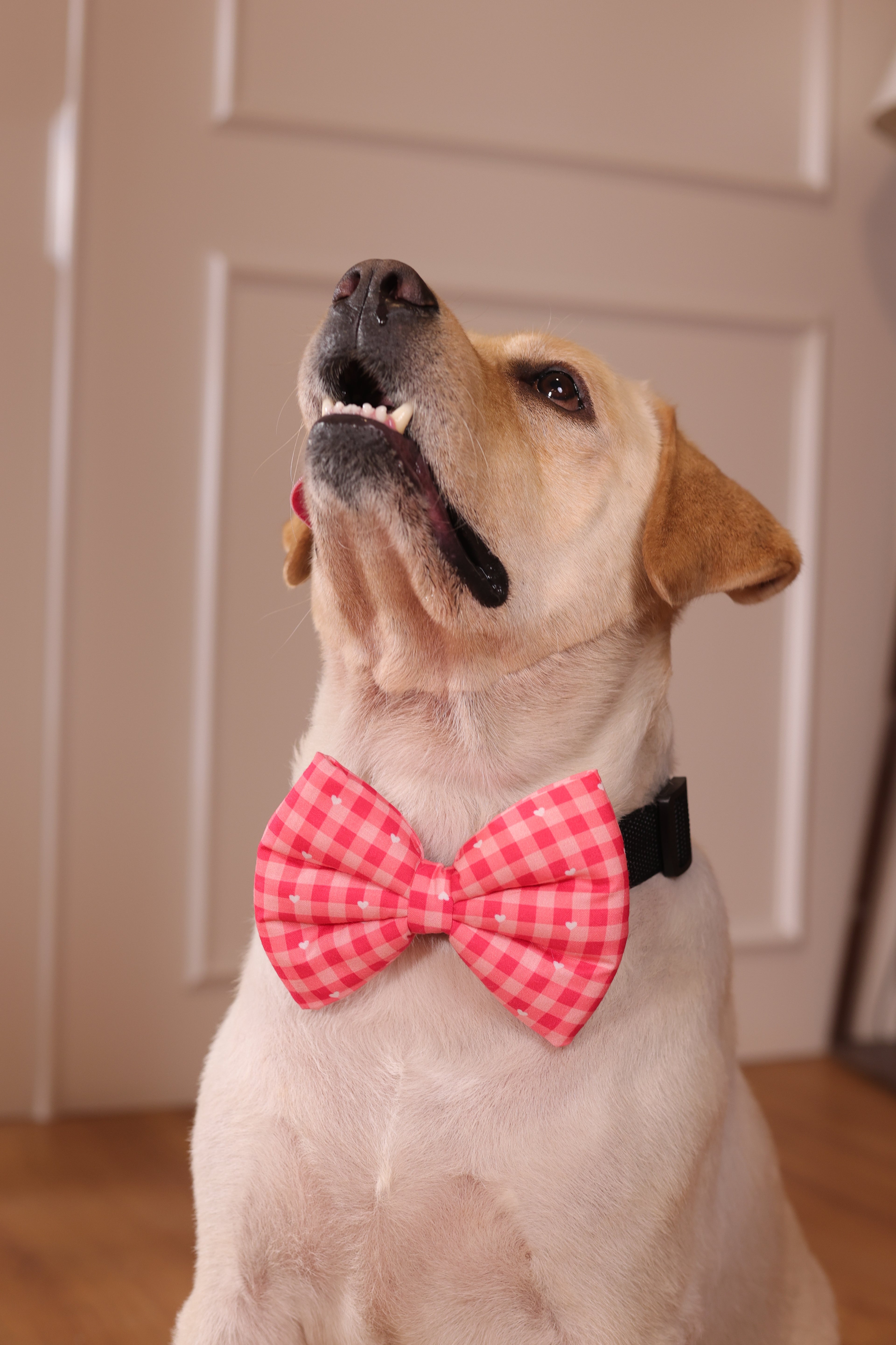 Love checkered bow
