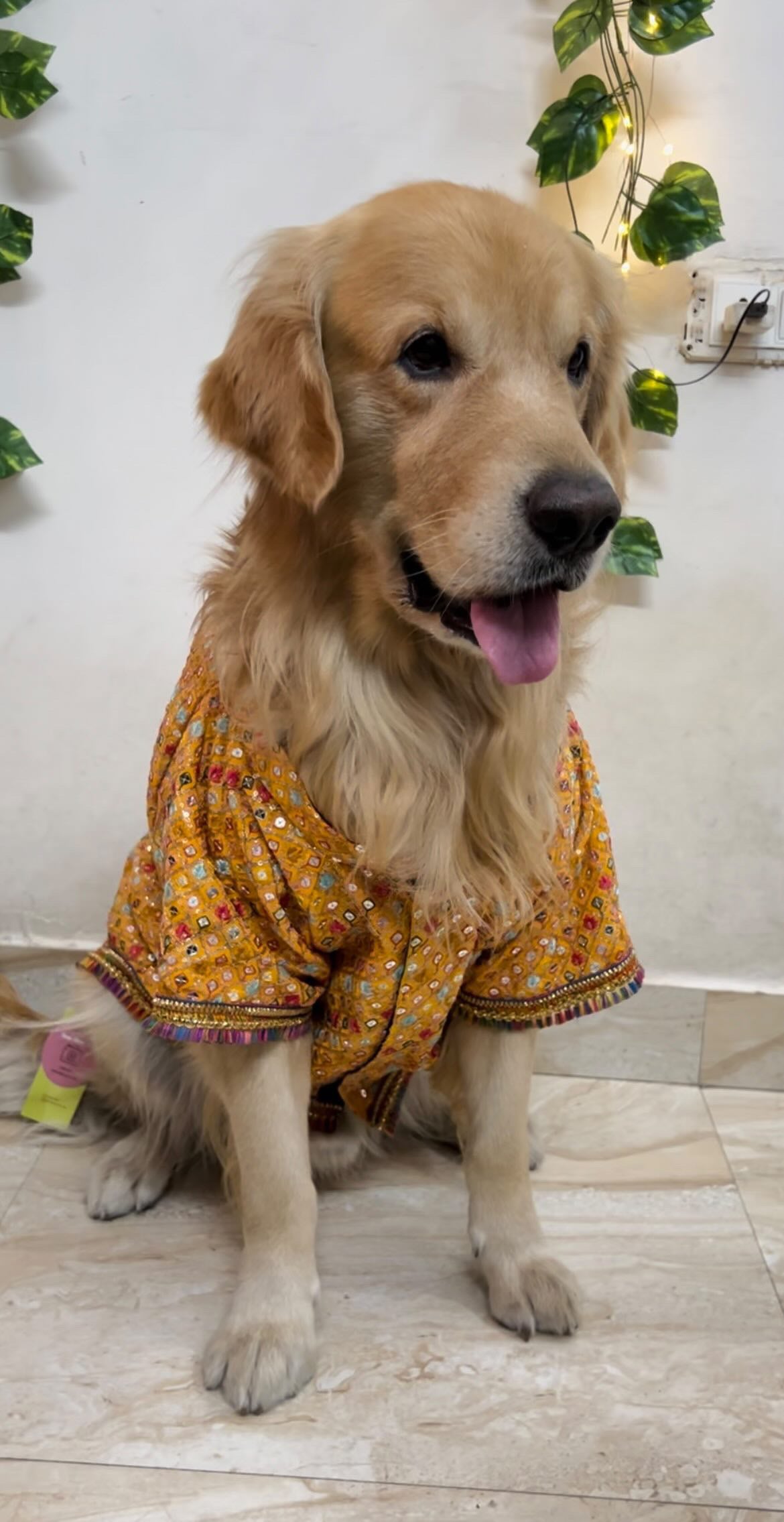 Yellow jodhpuri sherwani