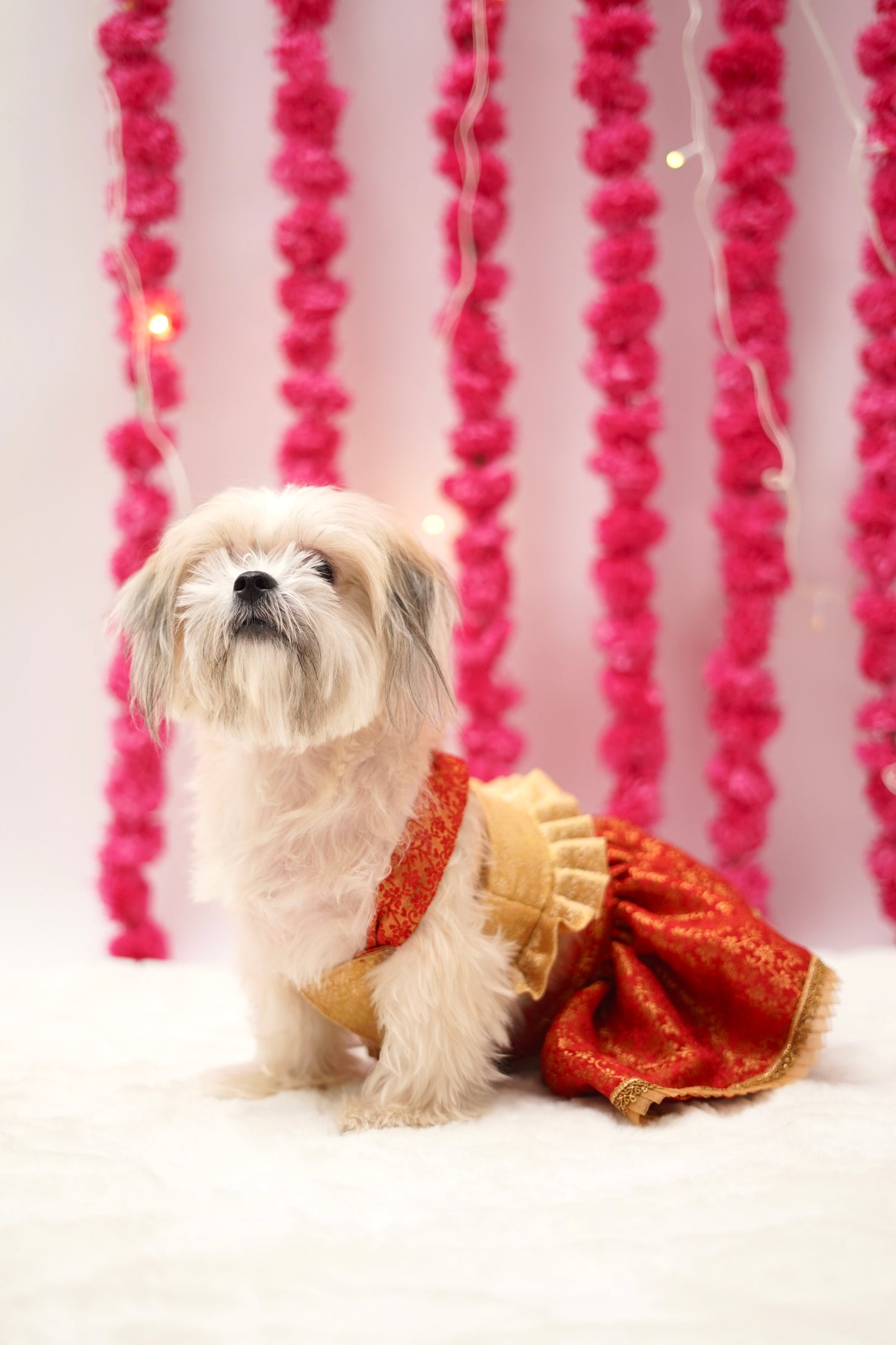 Red cream brocade lehenga choli