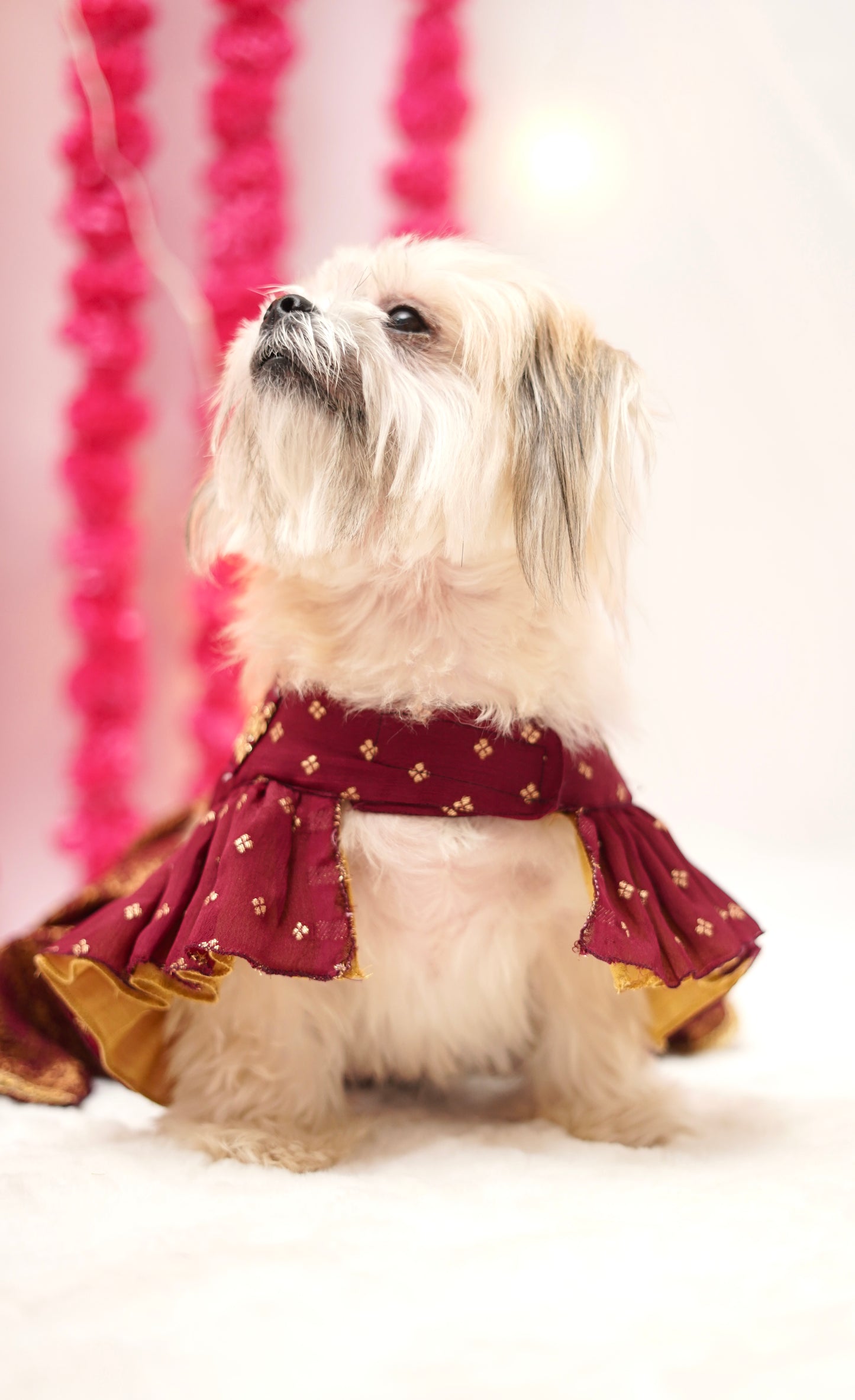 Wine brocade lehenga choli