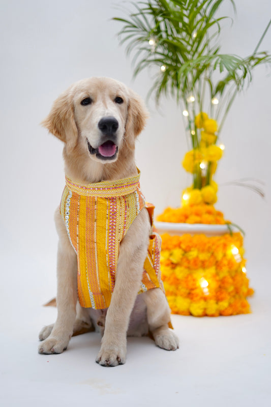 Yellow thread and mirror work bandhgala