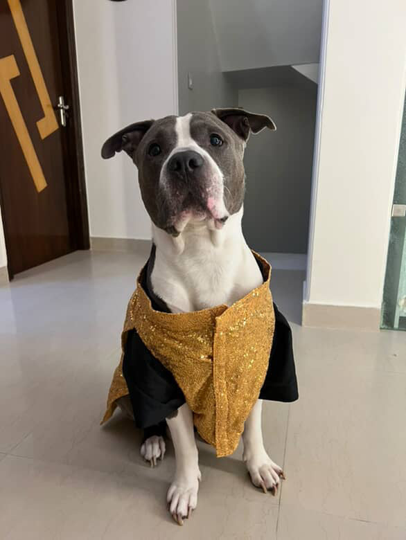 Golden bandhgala with black silk kurta