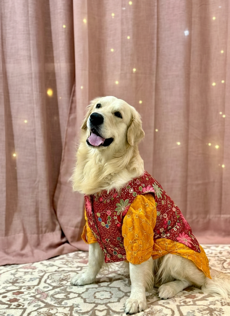 Mustard yellow Kurta with Red Jashn Bandhgala