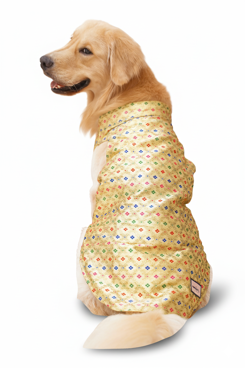 Golden zari Bandhgala