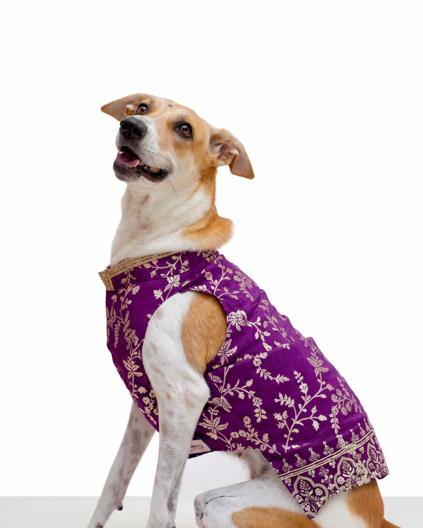 Amira purple bandhgala