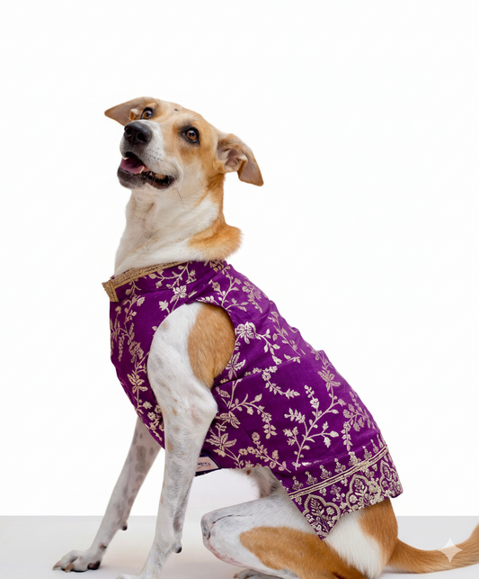 Amira purple bandhgala