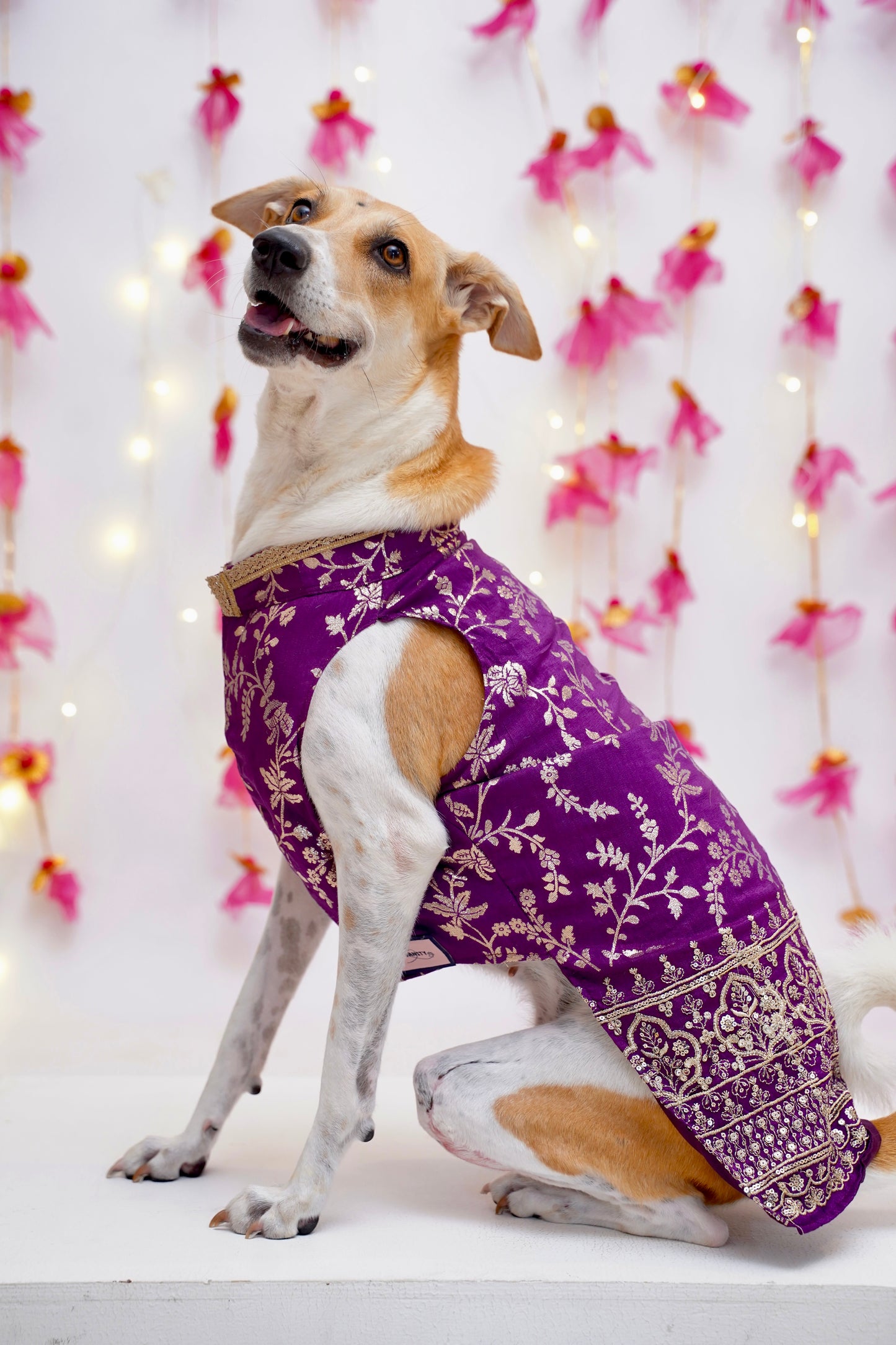 Amira purple bandhgala