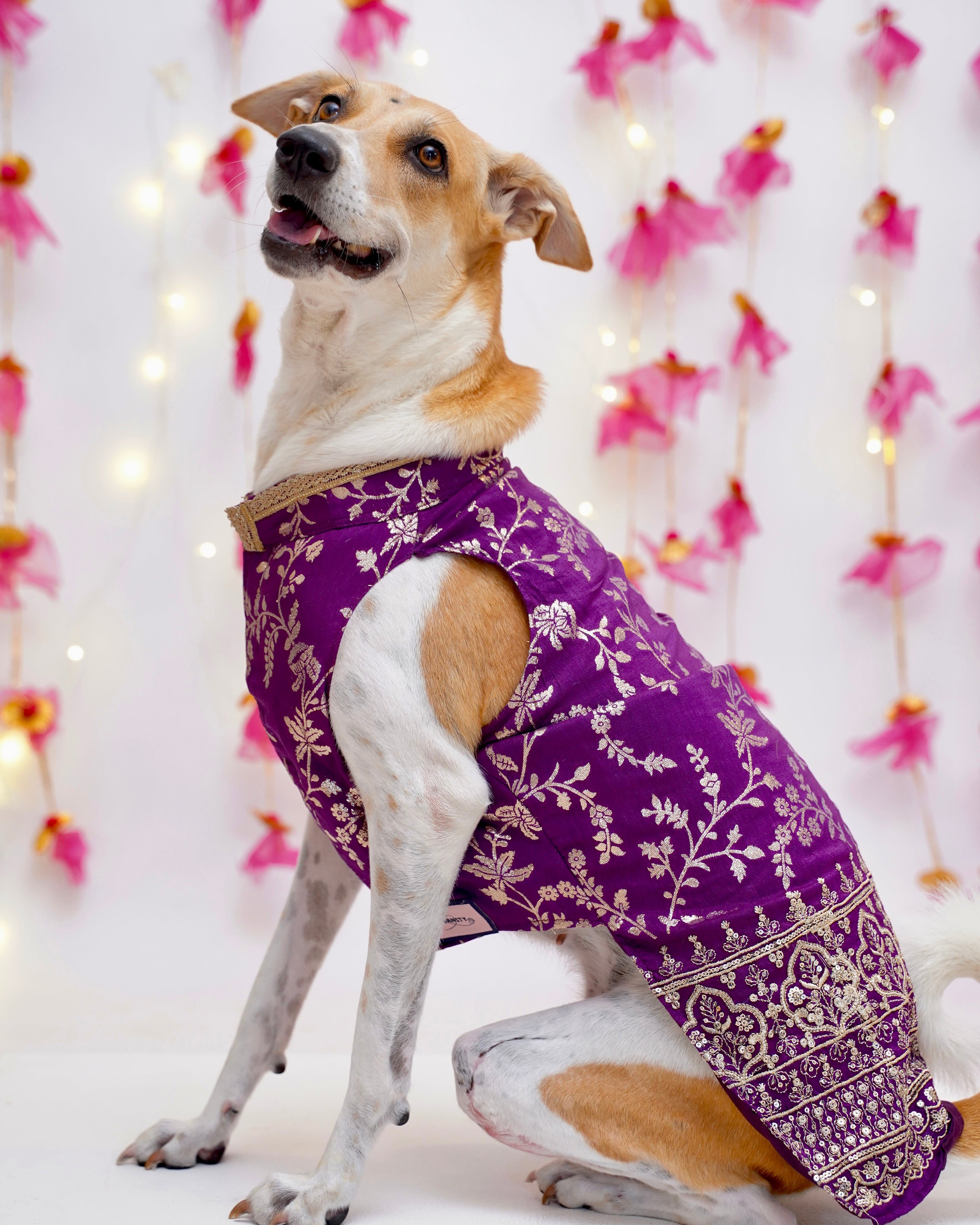 Amira purple bandhgala