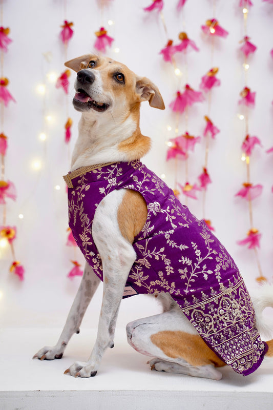 Amira purple bandhgala