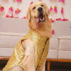 Golden zari Bandhgala