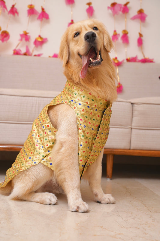 Golden zari Bandhgala