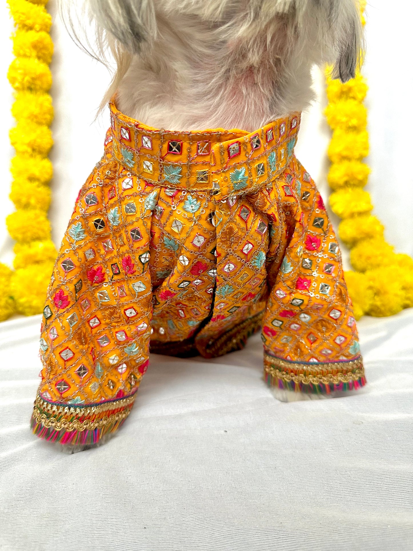 Yellow jodhpuri sherwani