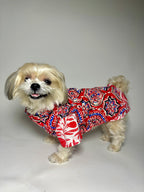 Rangini cotton bandhgala with Taamara kurta