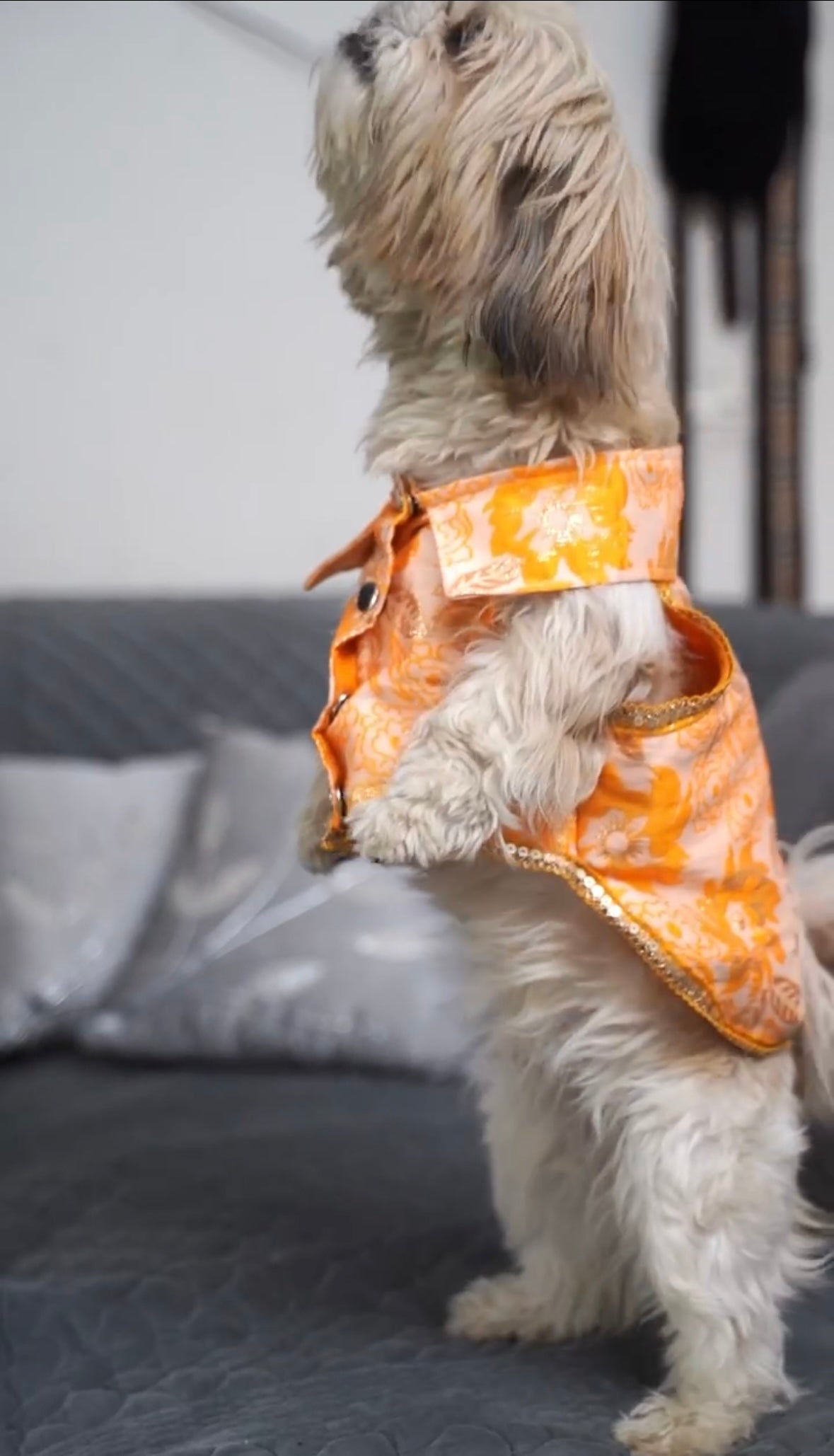 Orange brocade bandhgala