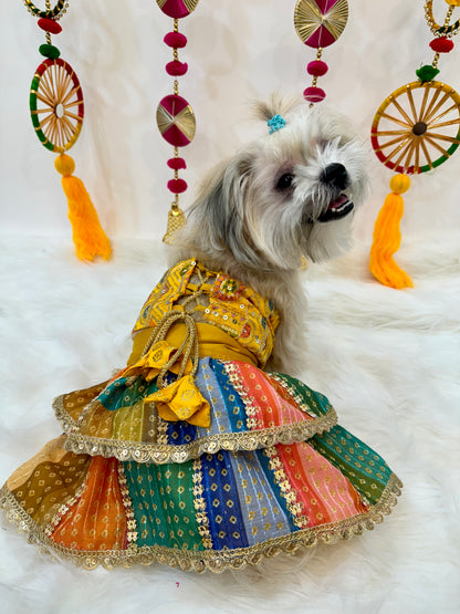 Multi colour lehenga choli