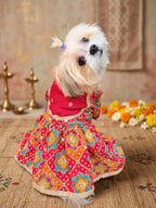 Rani Utsav Dress