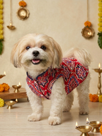 Rangini cotton bandhgala