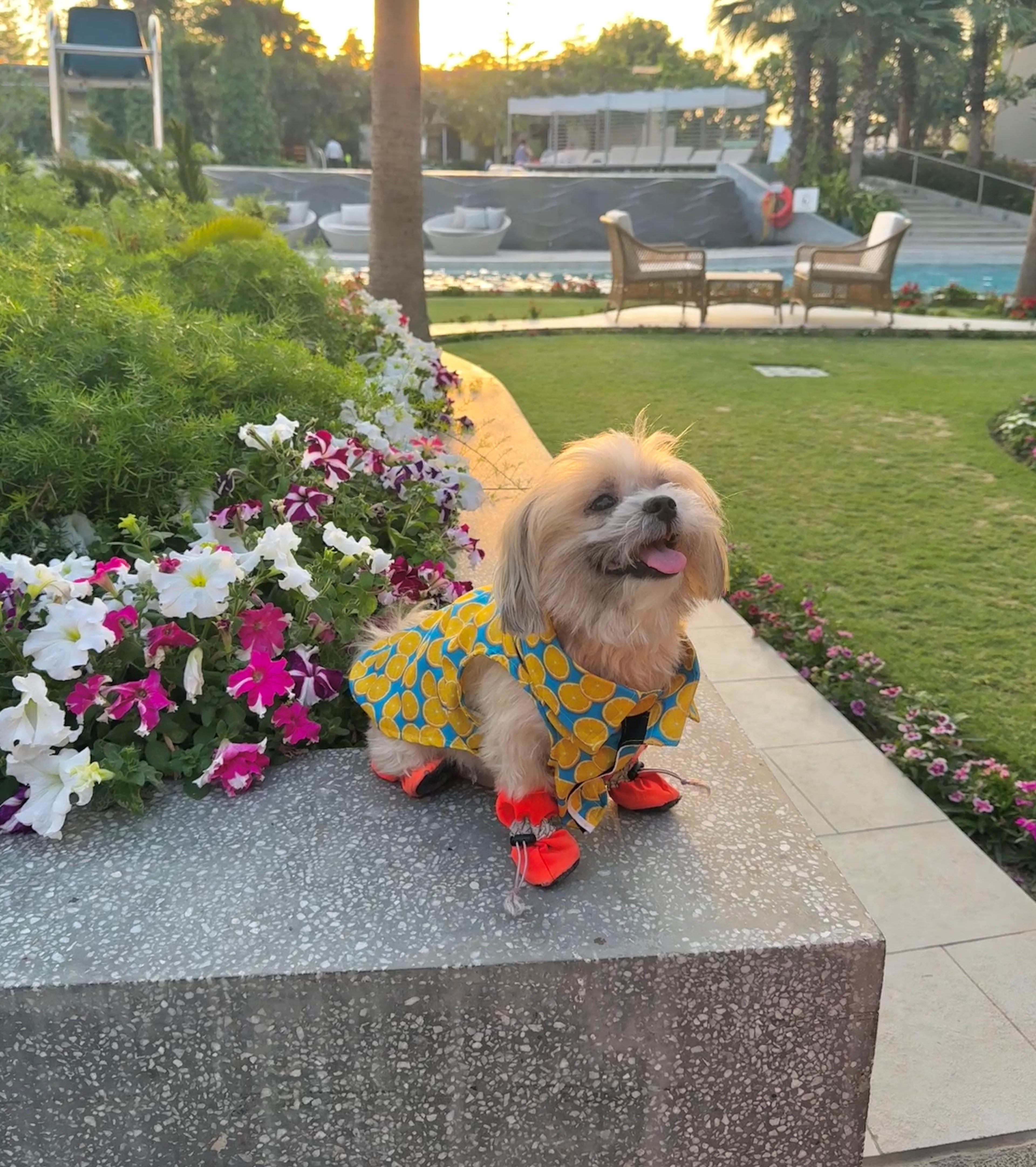 Lemons cutsleeves shirt