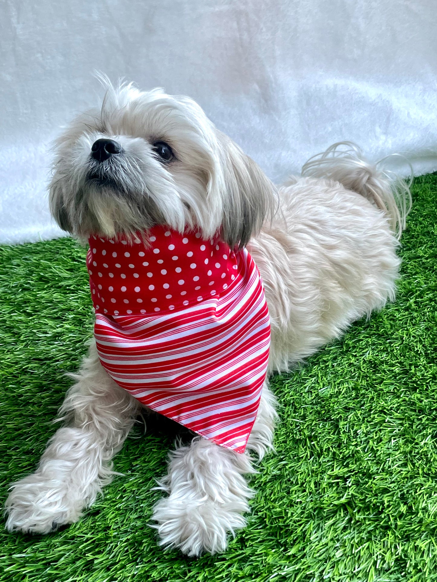 Dog Bandana / Dog accesories- Furrvanity