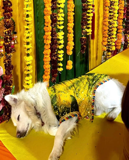 Dog sherwani / Dog Wear / Dog occasion wear - furrvanity