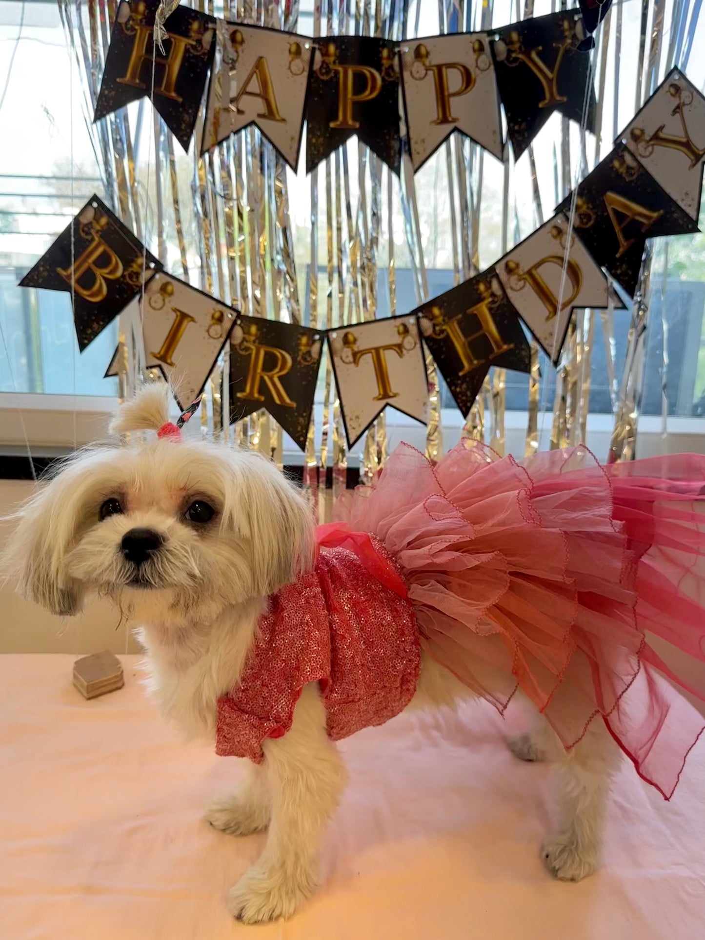 Dog birthday Dress - Furrvanity