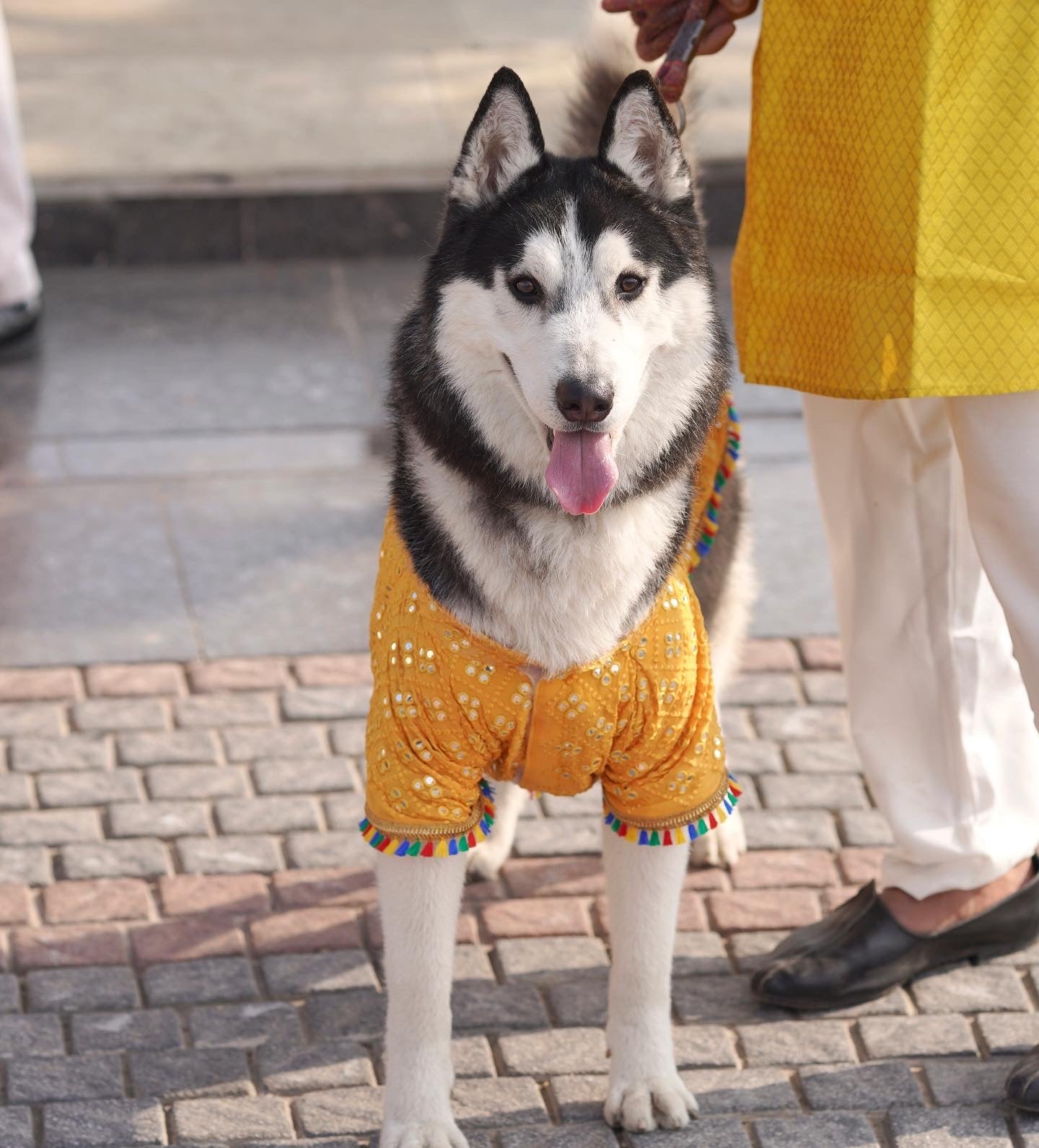 Dog sherwani / Dog Wear / Dog occasion wear - furrvanity