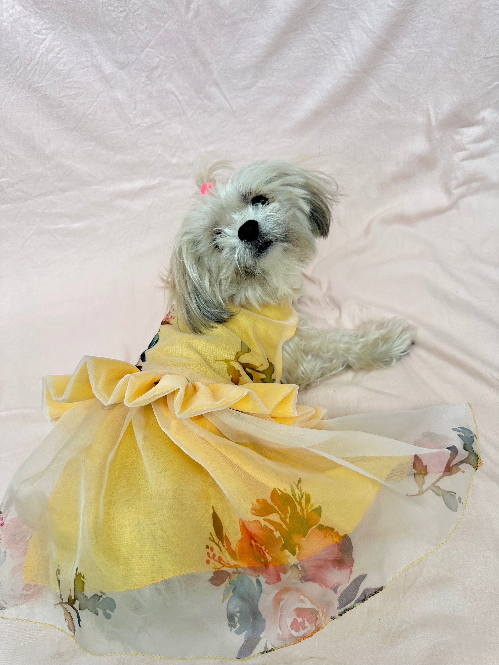 Dog Dress / dog wear - Furrvanity