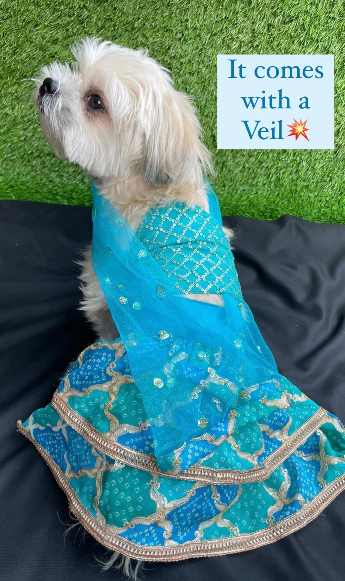 Dog Lehanga Choli / Dog Wear / Dog occasion wear  - Furrvanity