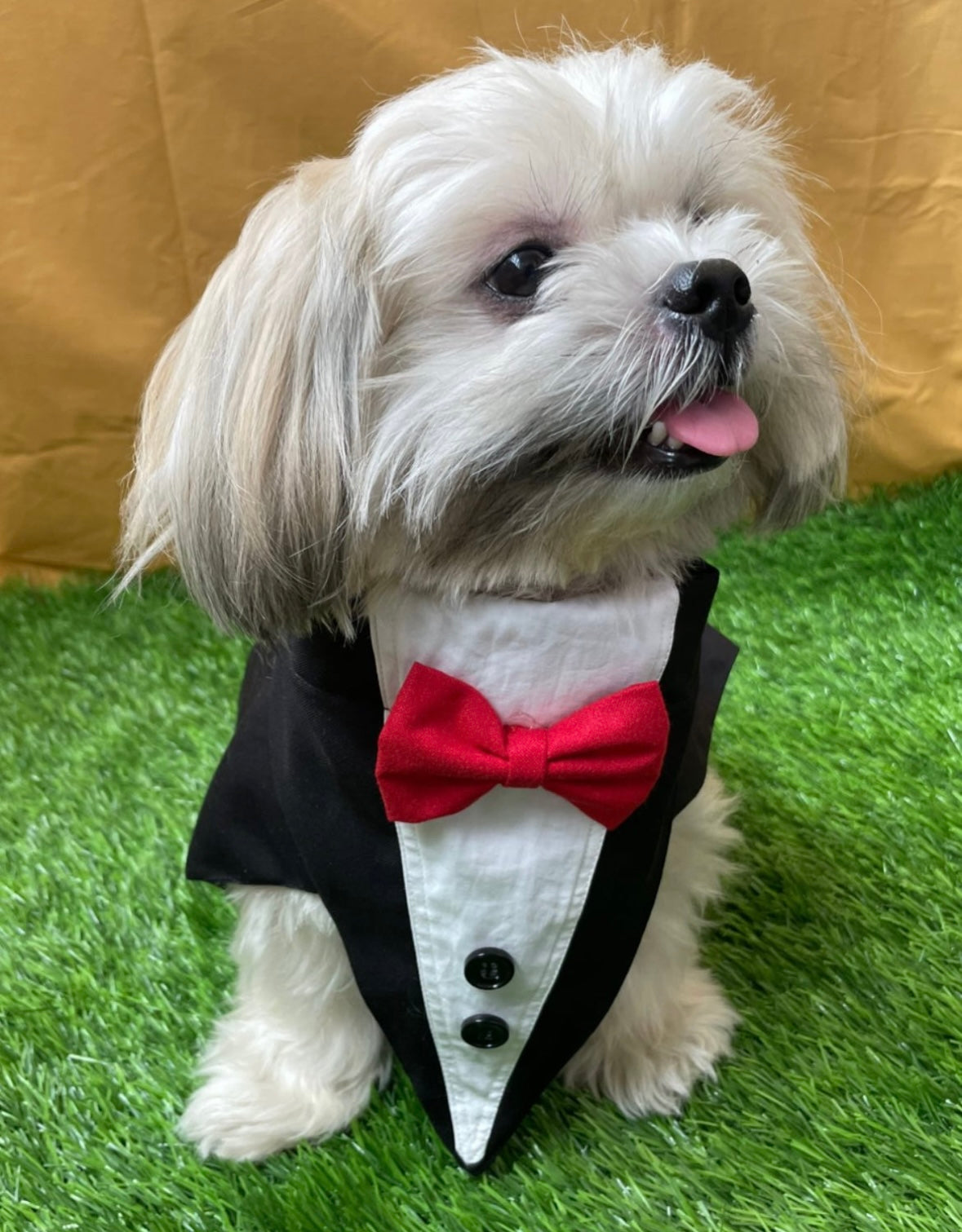 Dog  tuxedo Dress / dog wear / Fairy Dress  - Furrvanity